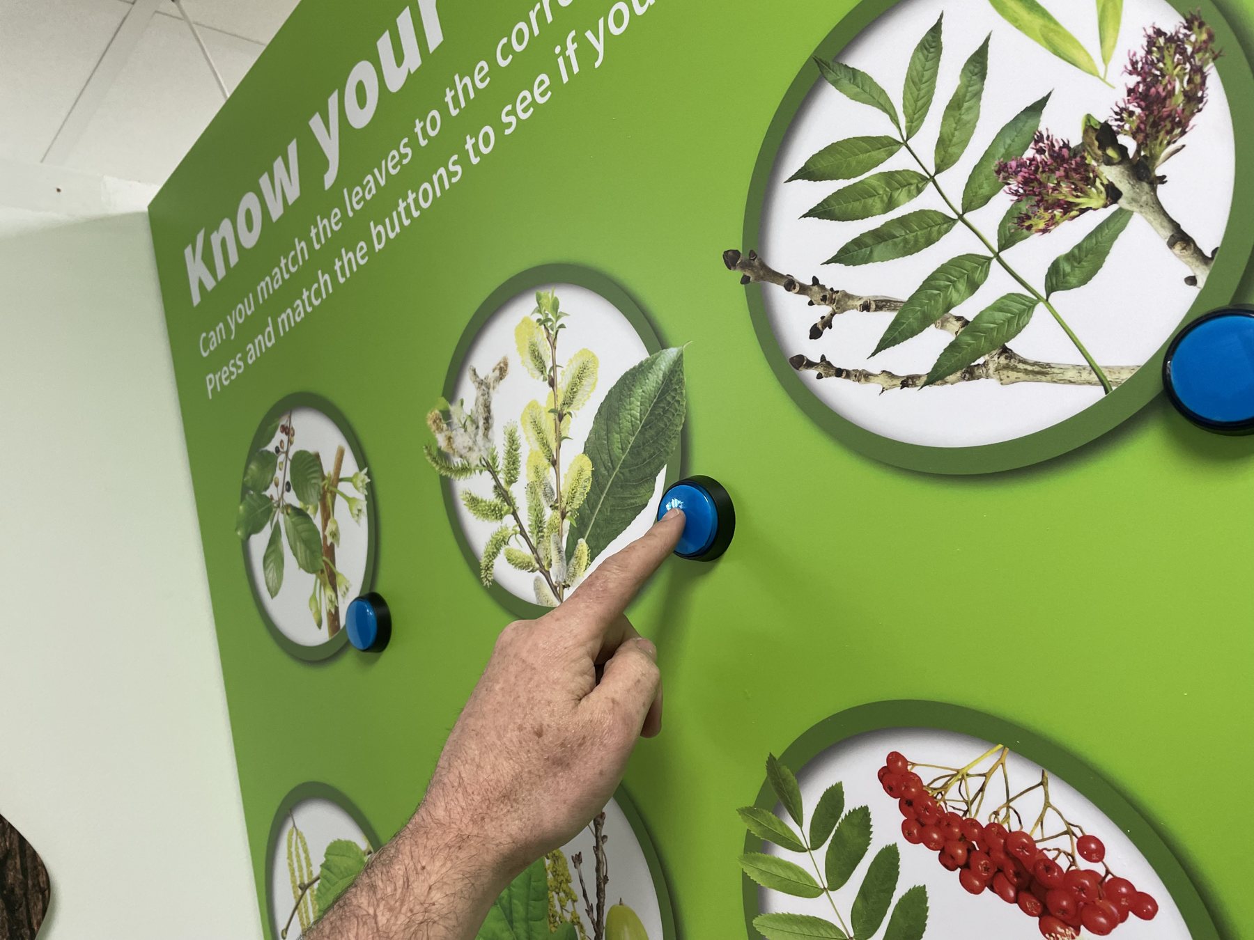 Tree Identification: a visitor selecting one of the leaf illustrations.