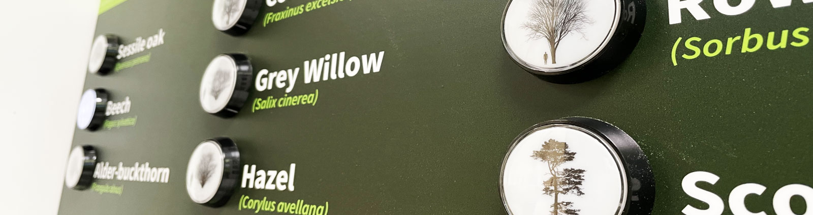 The complete tree identification panel.
