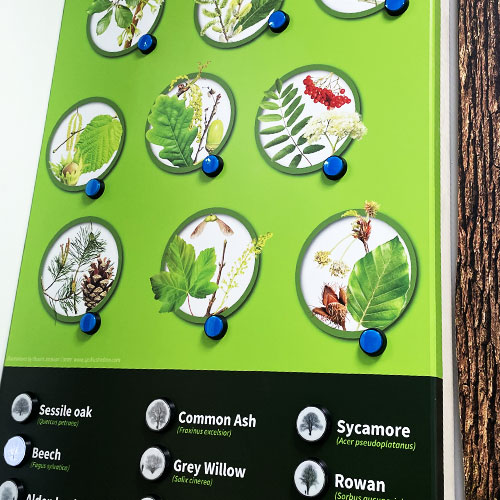 The complete tree identification panel.