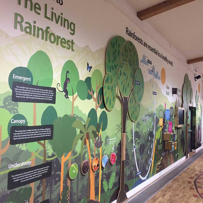 museum interior fitout with wall graphics and interactives for Living Rainforest